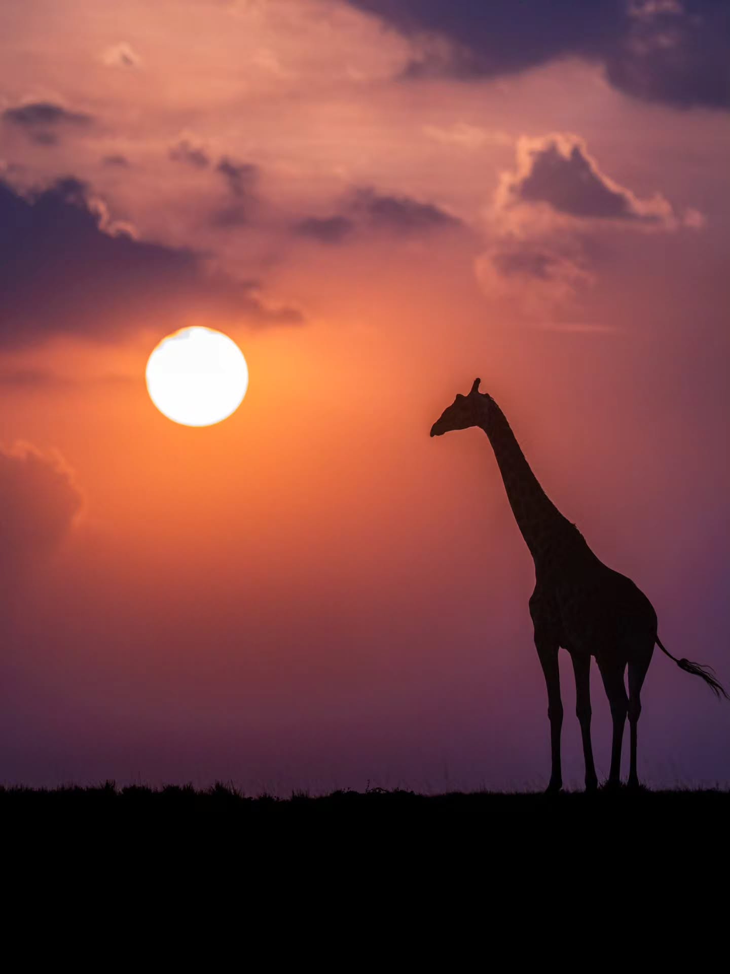 Amboseli Horizons | Landscape & Wildlife